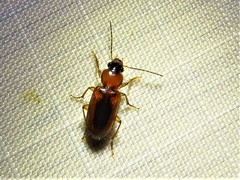 Stenolophus dissimilis