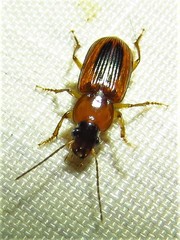 Stenolophus dissimilis