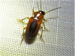 Stenolophus dissimilis
