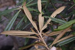 Rhododendron makinoi