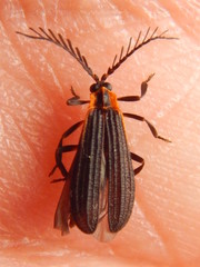 Leptoceletes basalis