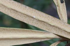 Rhododendron makinoi