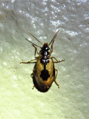 Lebia fuscata