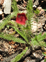 Potentilla thurberi