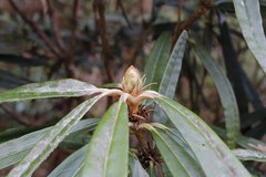 Rhododendron makinoi