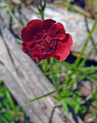 Potentilla thurberi