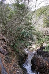 Rhododendron makinoi