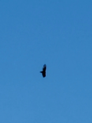 Turkey Vulture observed by e_kowaliw