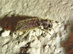 Melalgus plicatus