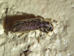 Melalgus plicatus