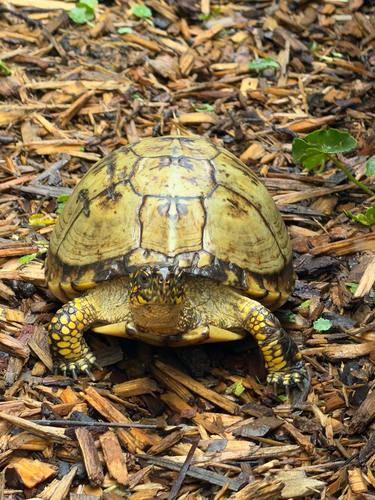 Gulf Coast Box Turtle observed by andon8