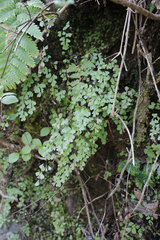 Adiantum monochlamys