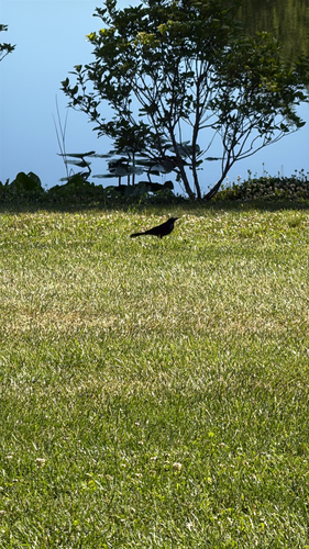 Common Grackle observed by rayvon3
