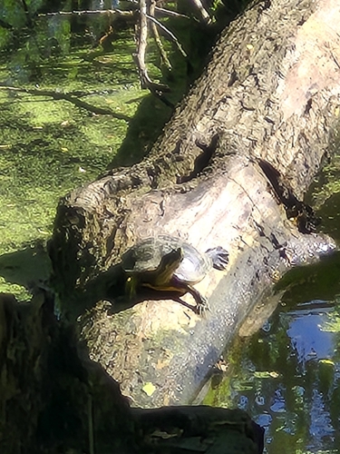 Pond Slider observed by oludamola