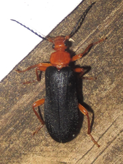 Neopyrochroa flabellata