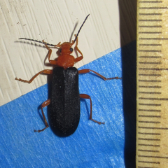 Neopyrochroa flabellata