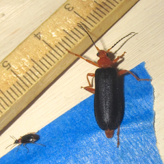 Neopyrochroa flabellata