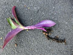 Tradescantia cerinthoides