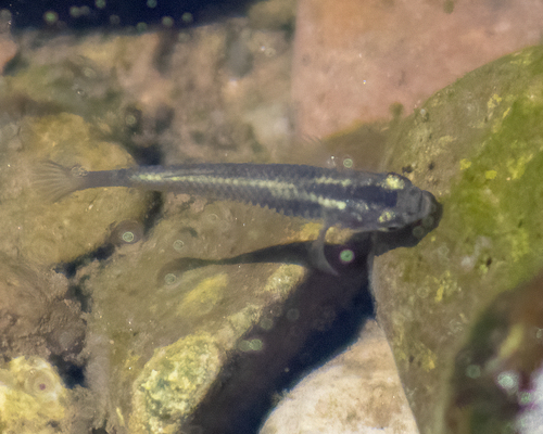 Pacific molly (Poecilia butleri) — Poeciliidae — 5