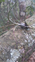 Tillandsia butzii