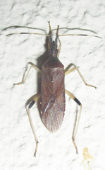 Dicranocephalus caffer