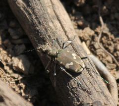 Cicindela sylvicola