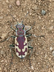 Cicindela lengi