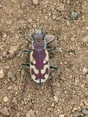 Cicindela lengi