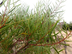 Acacia dodonaeifolia