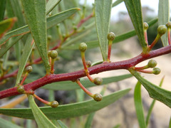 Acacia dodonaeifolia