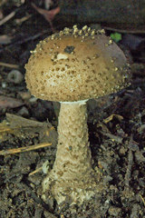 Amanita cinereoannulosa