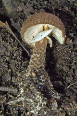 Amanita cinereoannulosa