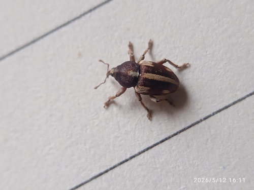 Tychius quinquepunctatus