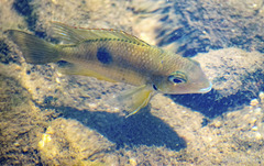Thorichthys panchovillai