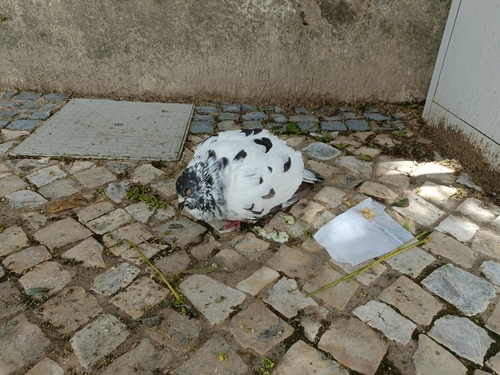 Pombo-doméstico observed by kerberssi