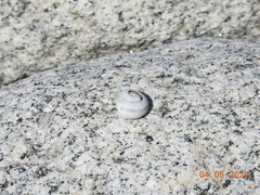 Cahuillus indioensis