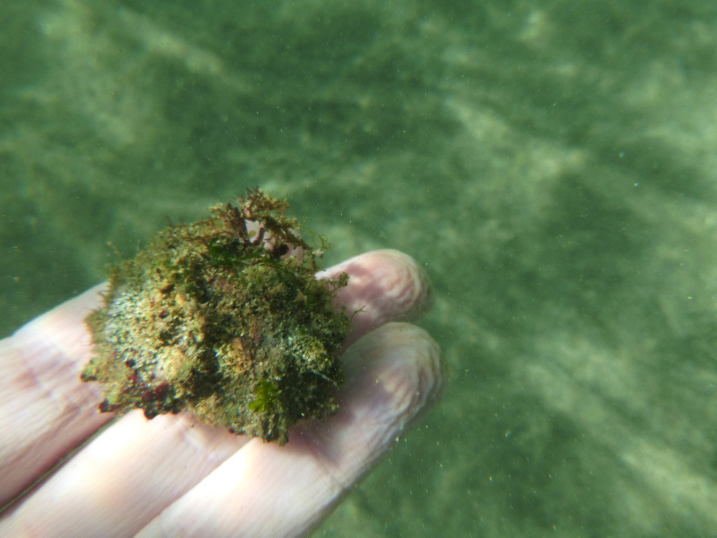 Black-eyed hermit crab