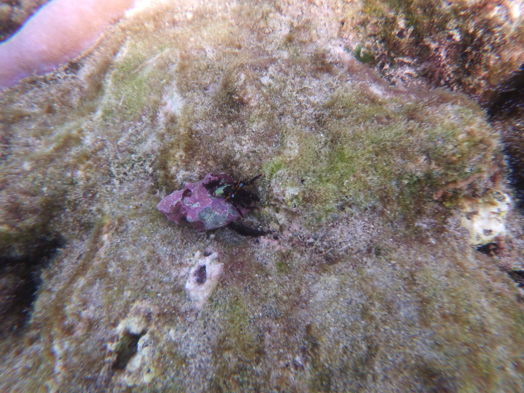 Calcinus gaimardii