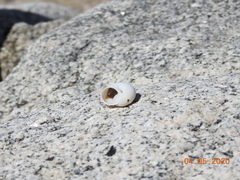 Cahuillus indioensis