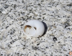 Cahuillus indioensis