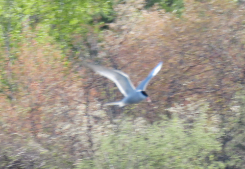 Common Tern observed by lithobates