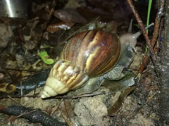 Lissachatina fulica