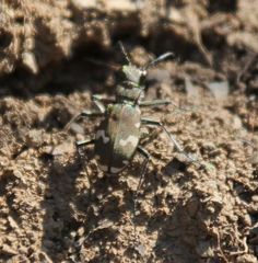 Cicindela sylvicola