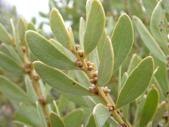 Acacia argyrophylla