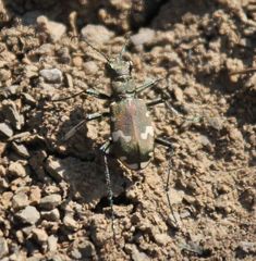 Cicindela sylvicola