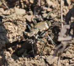 Cicindela sylvicola