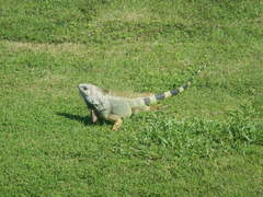 Iguana iguana