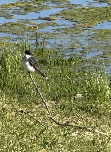 Eastern Kingbird observed by cooperjohn