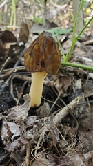 Morchella populiphila