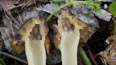 Morchella populiphila
